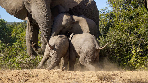 Two young elephants fighting