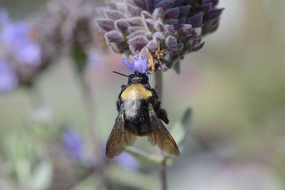 Close-up of bee on purple flower