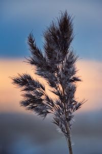 Close-up of silhouette plant against sky at sunset
