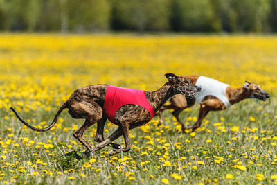 Greyhound dogs in red and white shirts running and chasing lure in the field in summer
