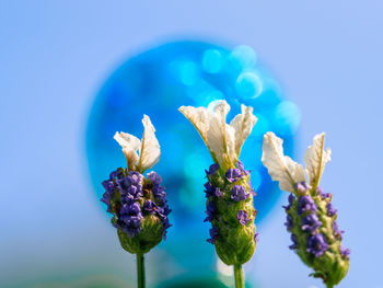 Close-up of purple flowering plant against blue sky