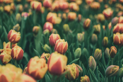 Close-up of tulips blooming outdoors