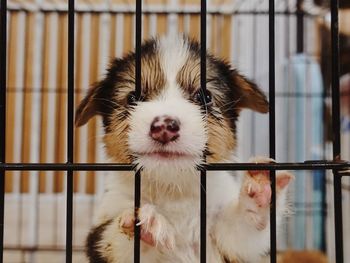 Close-up of dog in cage