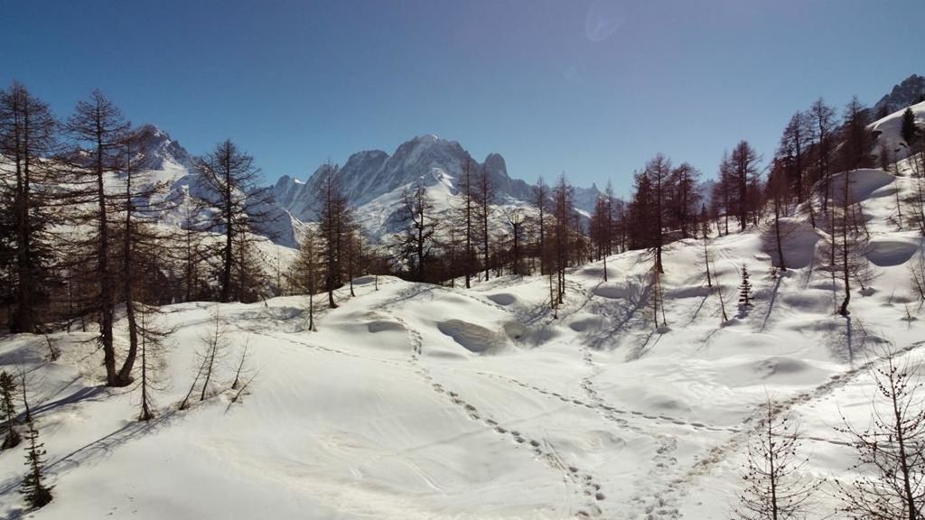 SCENIC VIEW OF SNOW COVERED LAND AND TREES AGAINST SKY