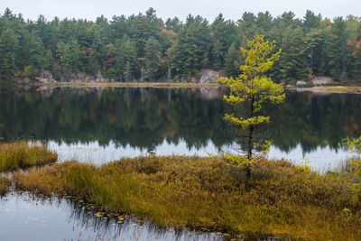 Scenic view of lake in forest