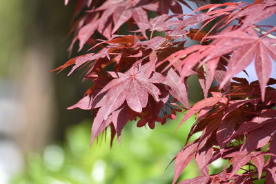 Close-up of maple leaves on plant during autumn