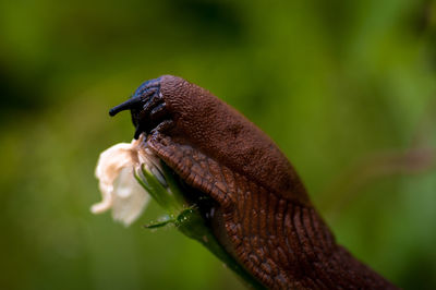 Close-up of a lizard on leaf