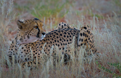 Cheetah sitting on field