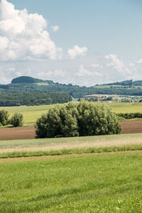 Scenic view of agricultural field against sky