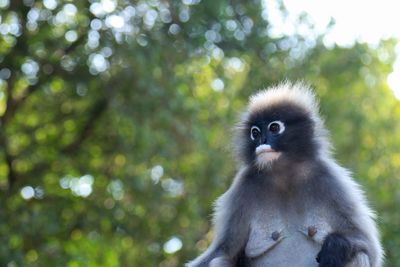 Portrait of monkey on tree