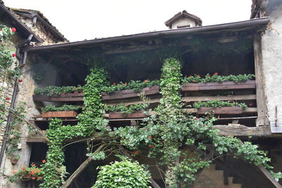 Low angle view of potted plants on house