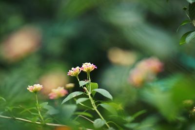 Close-up of pink flowering plant