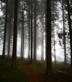 Trees in forest