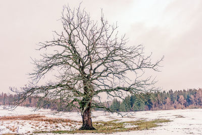 Bare tree on snow covered land against sky