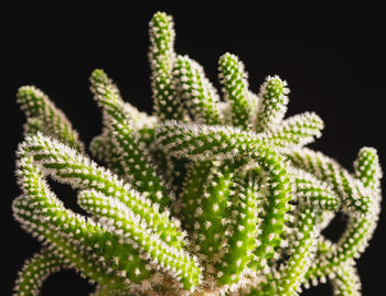 Close-up of succulent plant against black background