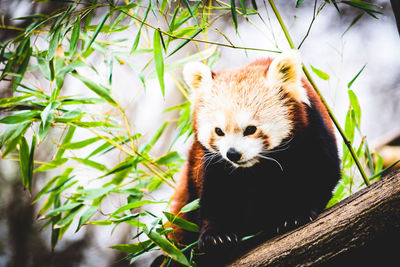 red panda