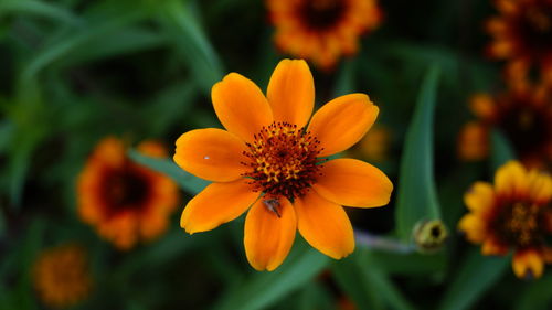 Close-up of fresh yellow flower