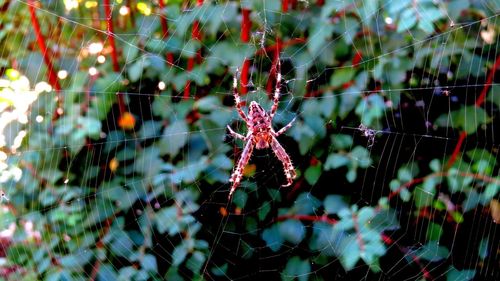 Close-up of spider on web