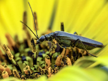 Close-up of insect on flower