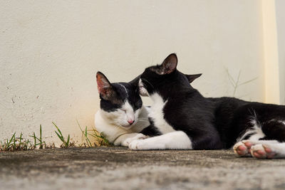 Close-up of cats resting against wall