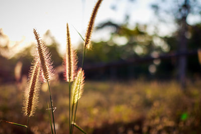 Close-up of stalks in field