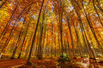 Low angle view of trees in forest