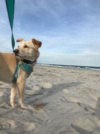 Dog on the beach