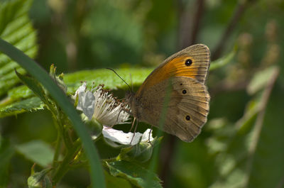 animal wildlife