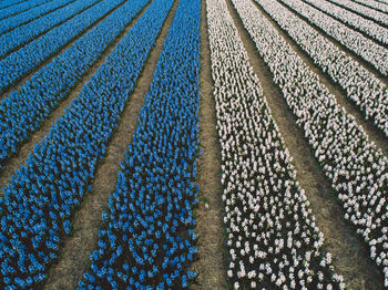 Aerial view of hyacinth flowers field 