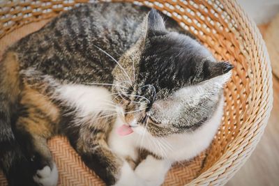 Close-up of cat sleeping in basket