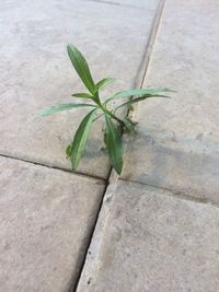 High angle view of small plant on sidewalk