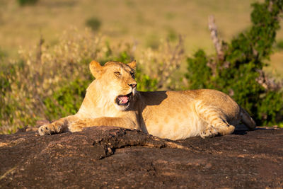 Lioness lies on rock with open mouth