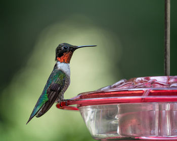 Close-up of bird perching on feeder