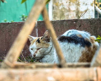 Close-up of cat sitting outdoors