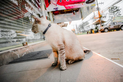 View of a cat on street