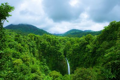 Scenic view of forest against sky