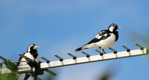 Low angle view of bird perched against clear blue sky