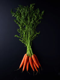 Close-up of orange leaf against black background