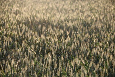 Full frame shot of wheat field