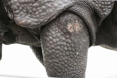 Close-up of elephant