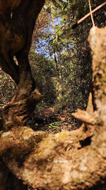 Close-up of tree trunk on field