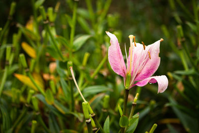 Close-up of pink flower blooming outdoors