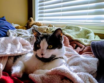 Portrait of cat relaxing on bed at home