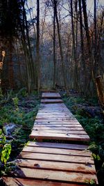 Wooden boardwalk in forest