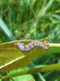 Close-up of insect on leaf