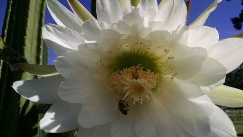 Macro shot of white flower