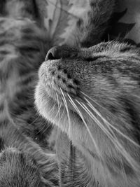 Close-up of cat sleeping
