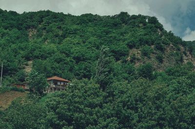 View of lush foliage in forest