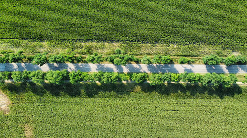 High angle view of plants growing on field