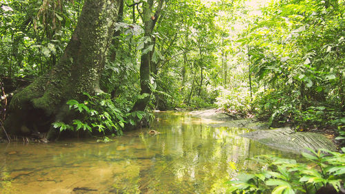 Scenic view of forest